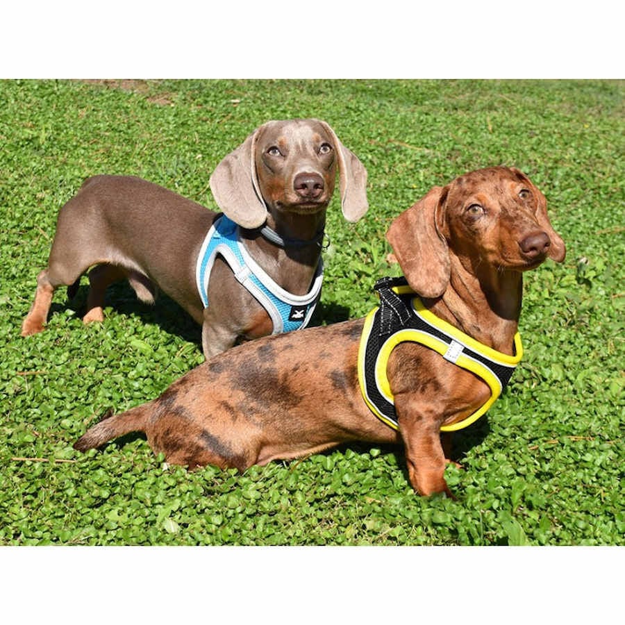 Nayeco X-TRM Neo Negro arn&eacute;s para perros, , large indicador imagen numero 3